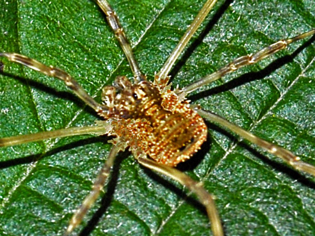 Un Opiliones bitorzoluto ...Odiellus spinosus (Phalangiidae)